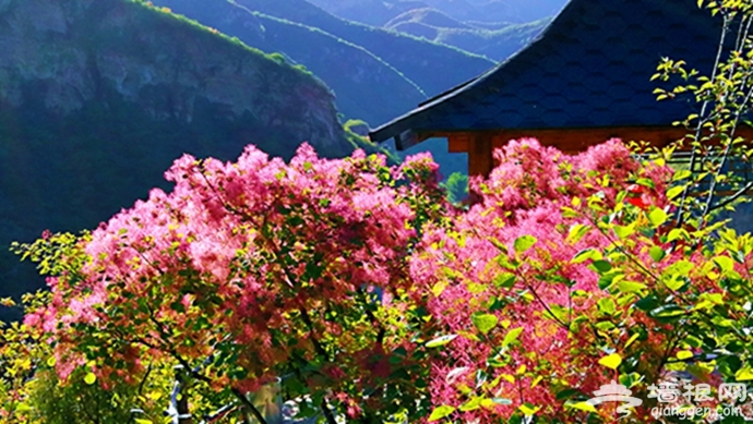 私藏在京郊坡峰岭深处的“花间城堡”，带娃赏花登山，度假好去处[墙根网]