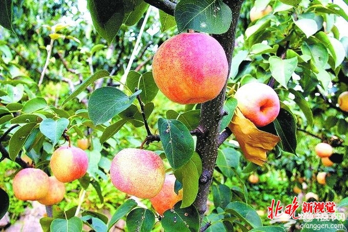 北京平谷“佛见喜”梨：外形如苹果 吃起来香甜多汁[墙根网]
