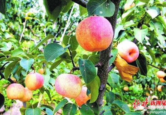 北京平谷“佛见喜”梨：外形如苹果 吃起来香甜多汁