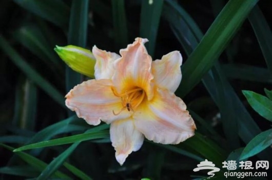 芒种时节夏花接力 上海植物园发布赏花指南