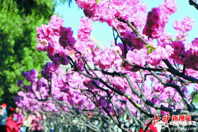 北京市属公园端午节将举行主题游园活动 北海陶然亭可泛舟消夏[墙根网]