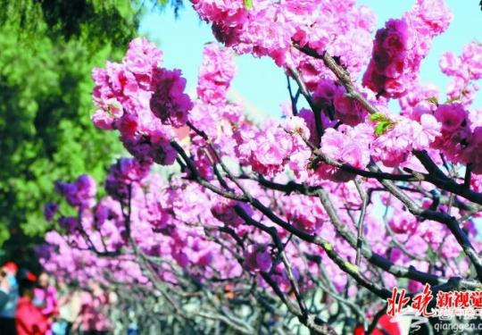 北京市属公园端午节将举行主题游园活动 北海陶然亭可泛舟消夏
