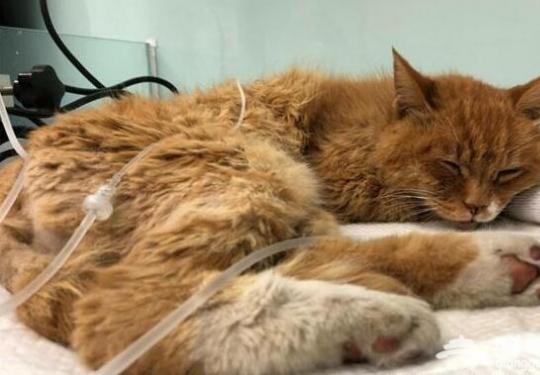 晴天霹雳！故宫猫白点儿去世罹患高血压 曾预测梅西注定要凉