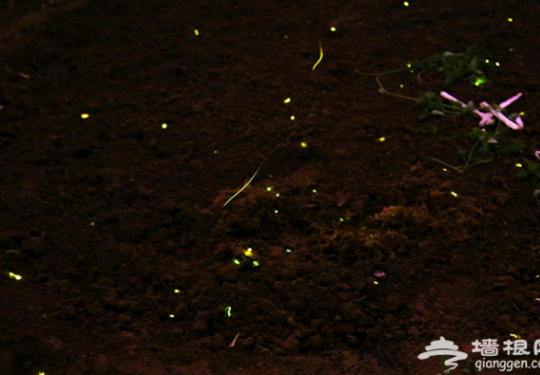北京南宫看萤火虫飞舞 体验“会发光”的植物乐园