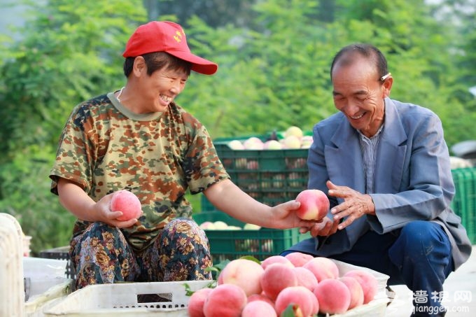2018平谷鲜桃季启幕：22万亩218品类大桃等您摘[墙根网]