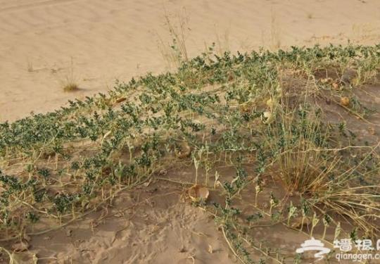 游客擅自动用沙漠里的西瓜险出大事