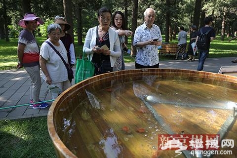 景山公园暑期金鱼展周末开展 可欣赏35种精品金鱼[墙根网]