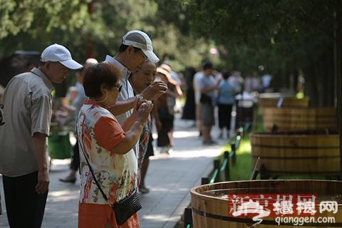 景山公园暑期金鱼展周末开展 可欣赏35种精品金鱼[墙根网]