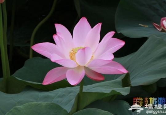 8月赏花地点大推荐！你准备好了吗？