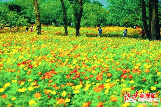北京植物园硫华菊进入观赏期 百万株鲜花争相开放[墙根网]