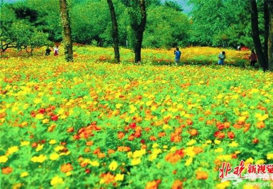 北京植物园硫华菊进入观赏期 百万株鲜花争相开放