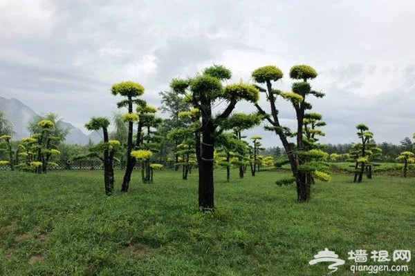娴静清幽，静谧野奢，这个隐秘山林的仙境终于被发现了！[墙根网]