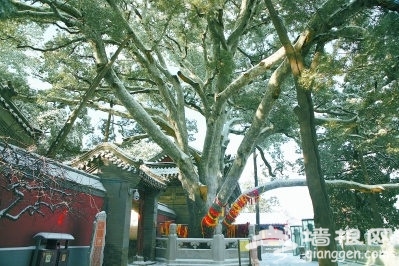 戒台寺：千年古刹看“最美松树”