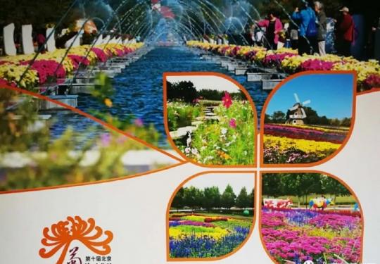 这个秋天北京有六大赏菊圣地，三千多种菊花都在这儿