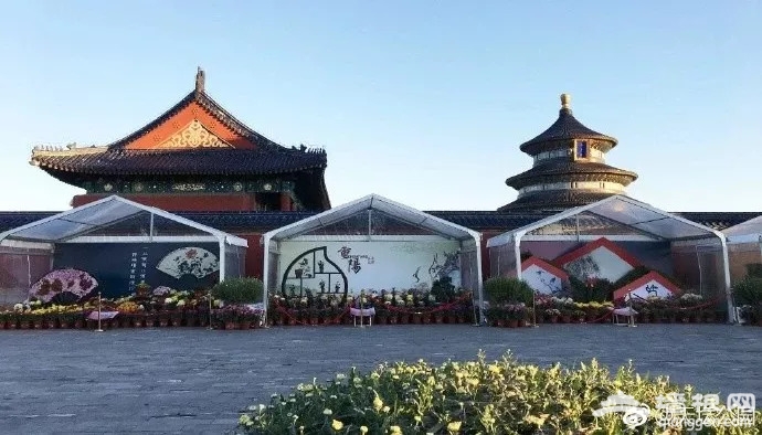 2018北京哪有菊花展？六大展区迎接参观市民[墙根网]
