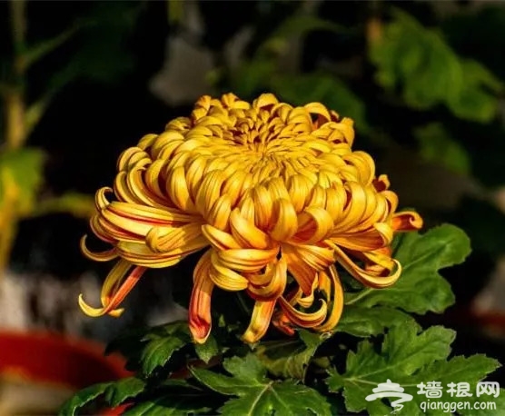 2018北京哪有菊花展？六大展区迎接参观市民[墙根网]