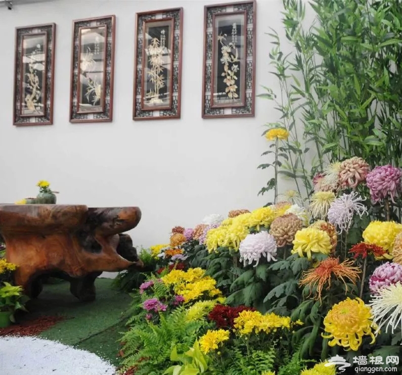 2018北京哪有菊花展？六大展区迎接参观市民[墙根网]