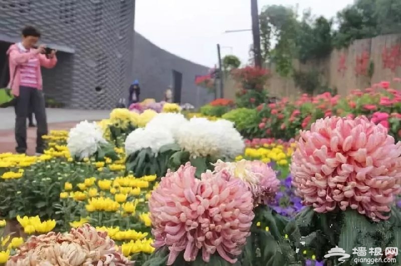 2018北京哪有菊花展？六大展区迎接参观市民[墙根网]