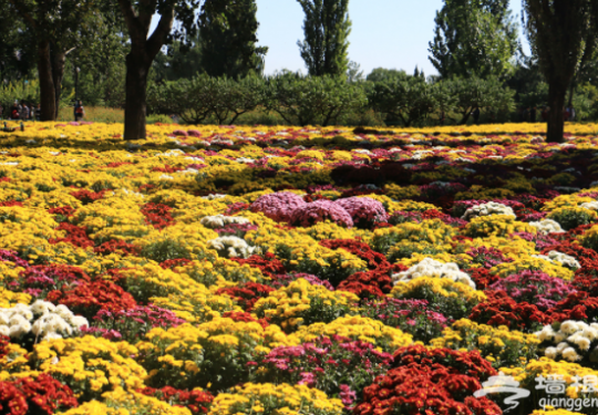 2018北京植物园菊花文化节时间、亮点、门票