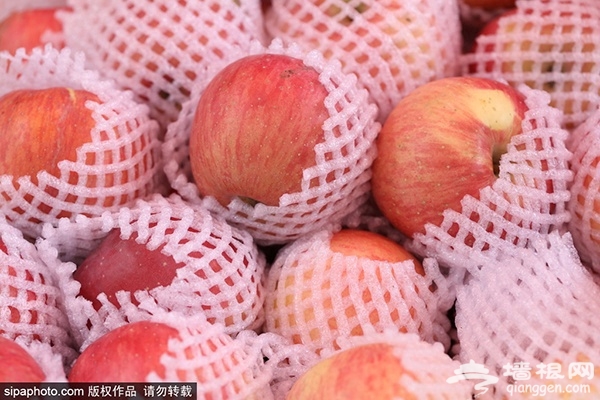 京郊苹果采摘季，个儿大汁甜品种多[墙根网]