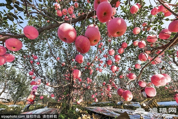 京郊苹果采摘季，个儿大汁甜品种多[墙根网]