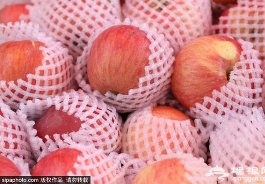 京郊苹果采摘季，个儿大汁甜品种多