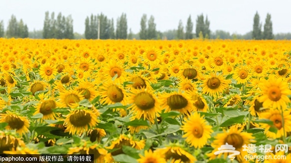 京郊向日葵花海地， 金灿灿的黄色花海！[墙根网]