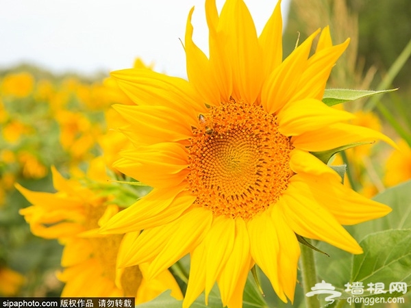 京郊向日葵花海地， 金灿灿的黄色花海！[墙根网]