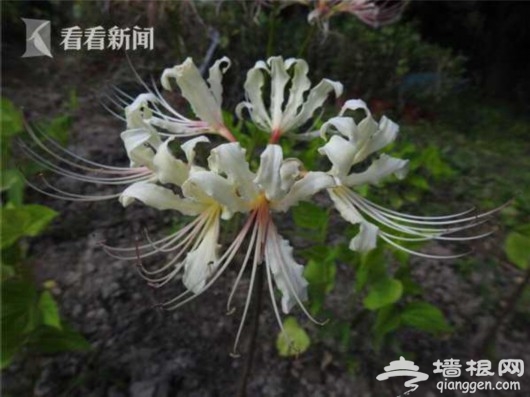 秋日临近 上海植物园九月赏花攻略出炉