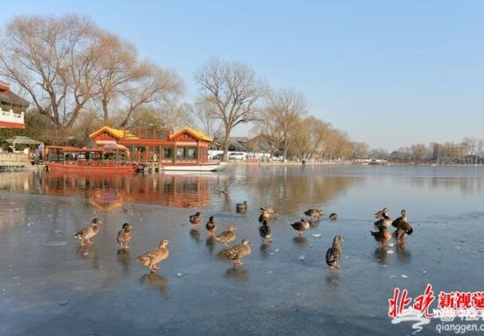 北京西海湿地公园月底迎客：中心三浮岛水生植物超30种