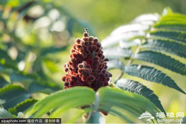 京郊竟然藏着一个“千岛湖”，90%的人都没去过！美醉了！[墙根网]