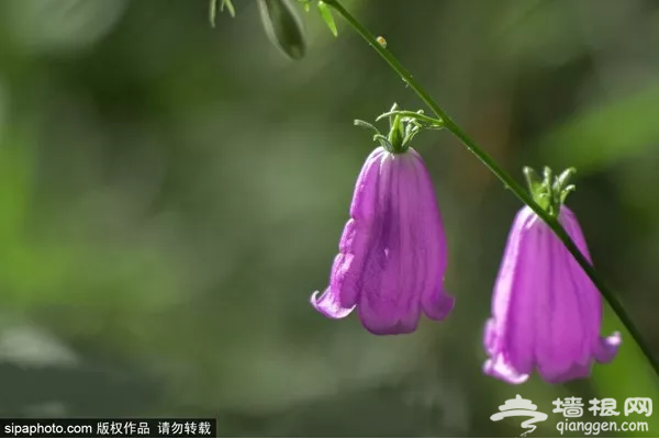 京郊竟然藏着一个“千岛湖”，90%的人都没去过！美醉了！[墙根网]