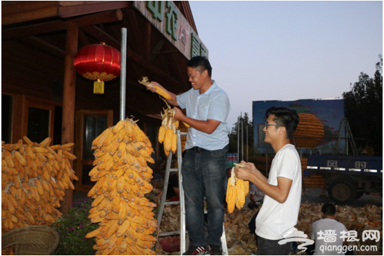 中国农民丰收节 北京各区县活动集锦[墙根网]