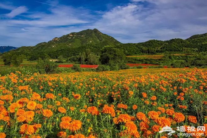 北京这片花海美到窒息！比春夏更美！再错过只能等明年……[墙根网]