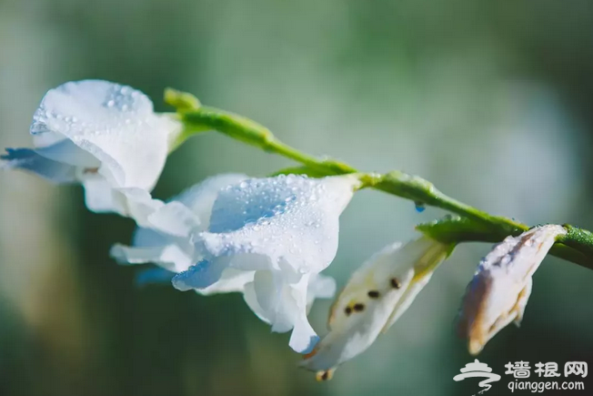 北京这片花海美到窒息！比春夏更美！再错过只能等明年……[墙根网]