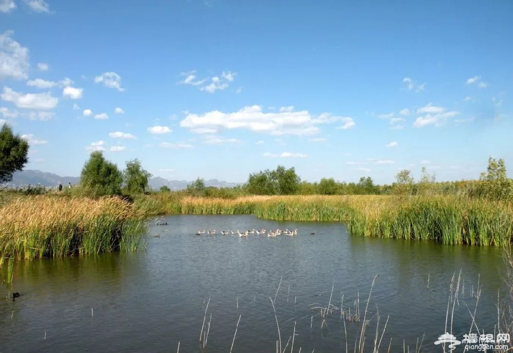 北京湿地公园哪个最美最好玩?秋光正好一起去看看吧！[墙根网]