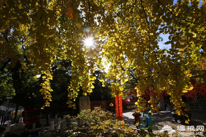 北京11家公园推出“中秋悦园”游园活动 游客可赏花泛舟[墙根网]