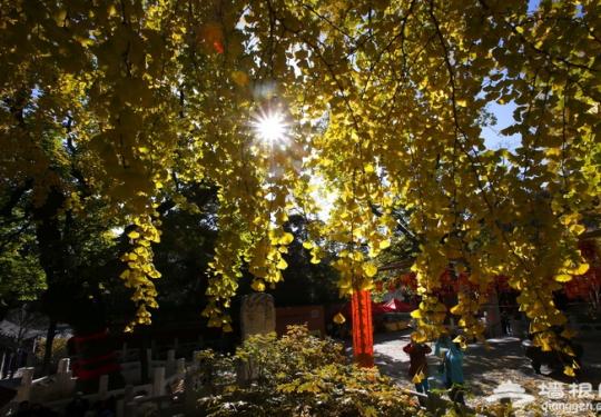北京11家公园推出“中秋悦园”游园活动 游客可赏花泛舟