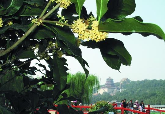 在北京去哪赏桂花？颐和园香山等地“南国佳人”盛放