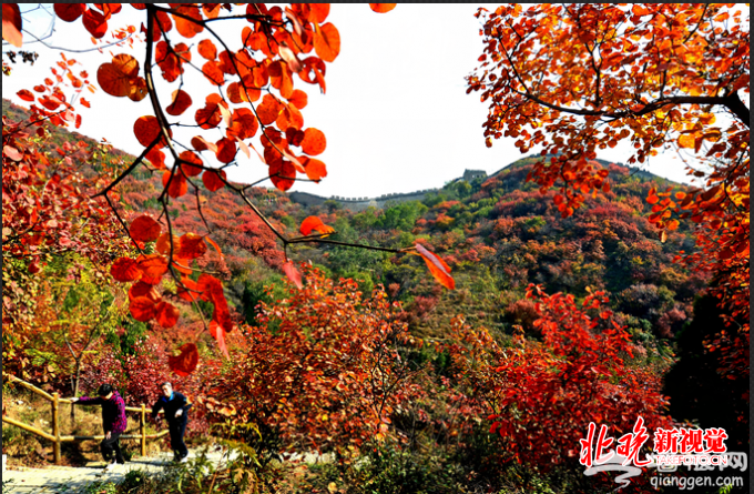 北京长城红叶生态文化节开幕，将持续到11月4日[墙根网]
