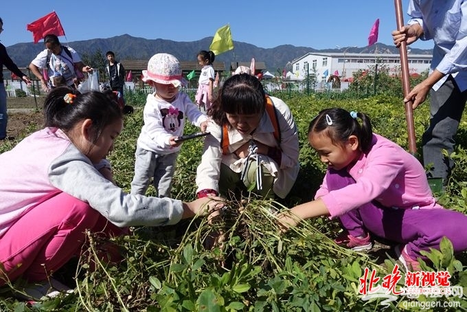 北京海淀首届农民丰收节上午开幕，市民可体验挖红薯刨花生等农事[墙根网]