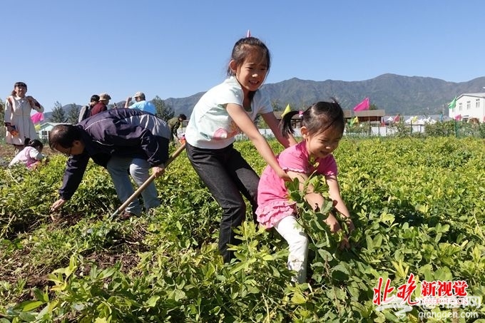 北京海淀首届农民丰收节上午开幕，市民可体验挖红薯刨花生等农事[墙根网]