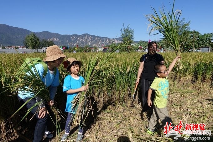 北京海淀首届农民丰收节上午开幕，市民可体验挖红薯刨花生等农事[墙根网]