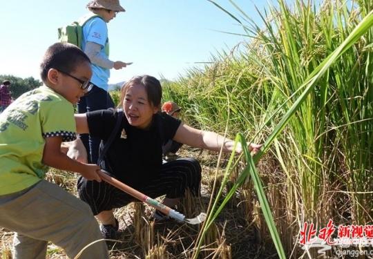 北京海淀首届农民丰收节上午开幕，市民可体验挖红薯刨花生等农事
