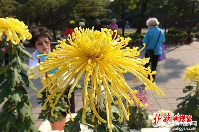 北京圆明园2018金秋游今开幕，多项活动向改革开放40年献礼[墙根网]