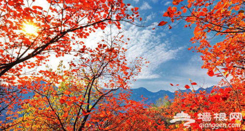 红叶节达人招募令 | 在这里拍照绝对能够称霸朋友圈C位[墙根网]