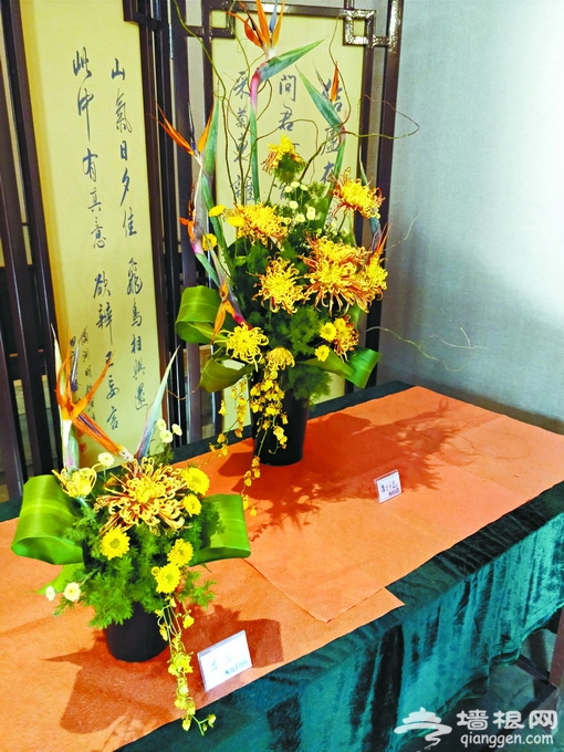 北海公园菊花展10月下旬开展 日本大师展示5种日本传统菊花