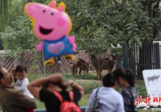 青藏神鹿白唇鹿落户北京动物园 十一国庆前夕与市民见面