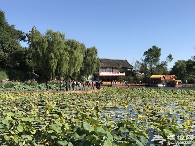 北京什刹海西海湿地公园今起开放 碧荷轩山海楼等3处堵点已打通[墙根网]