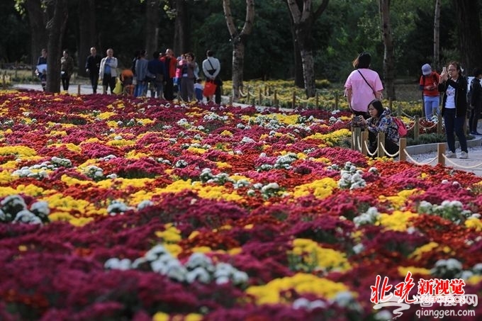 北京市花展在植物园开幕，20万株鲜花令市民大饱眼福[墙根网]